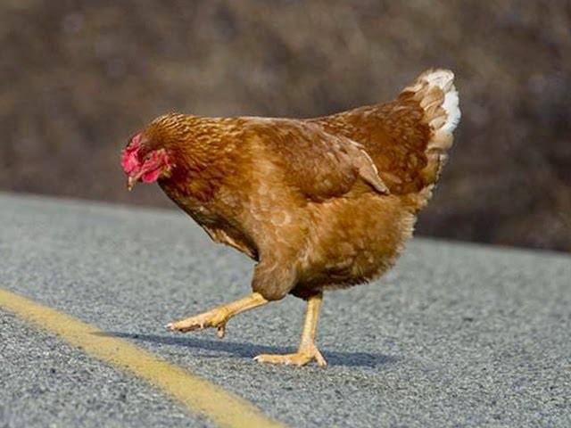 Why Did The Chicken Cross The Road?