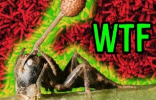 ZOMBIE Bugs!!!: Mind Blow 12